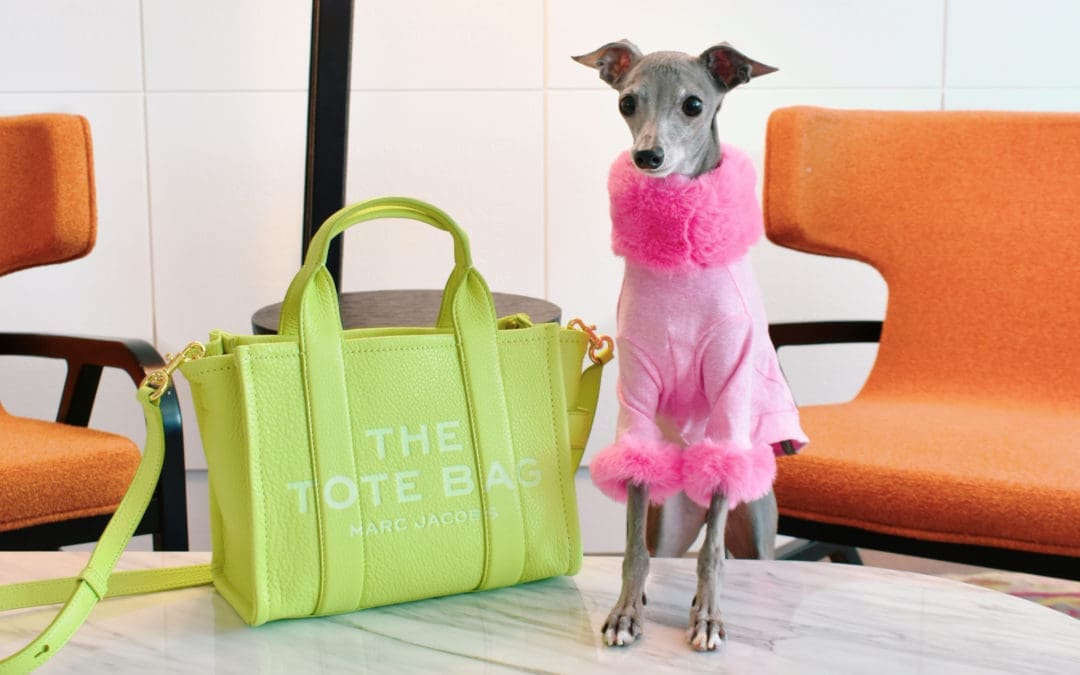 Inside the Billion-Dollar Dog Fashion Industry
