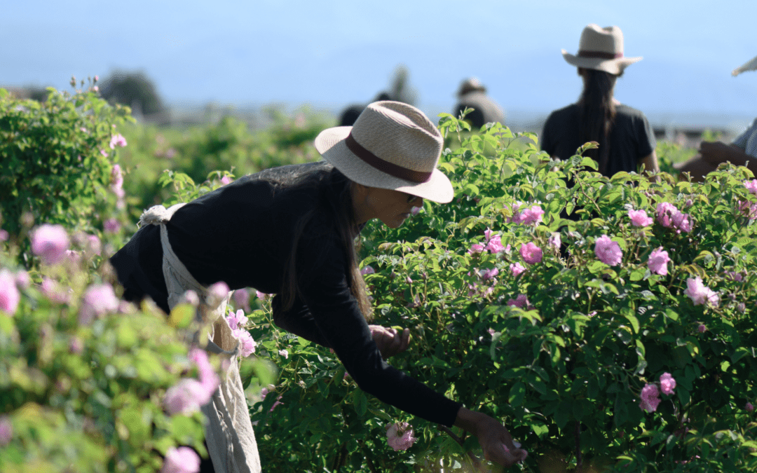 Discover Domaine de la Rose, Lancôme’s Iconic Olfactory Wonderland